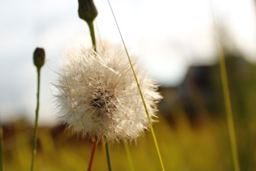 Dandilion