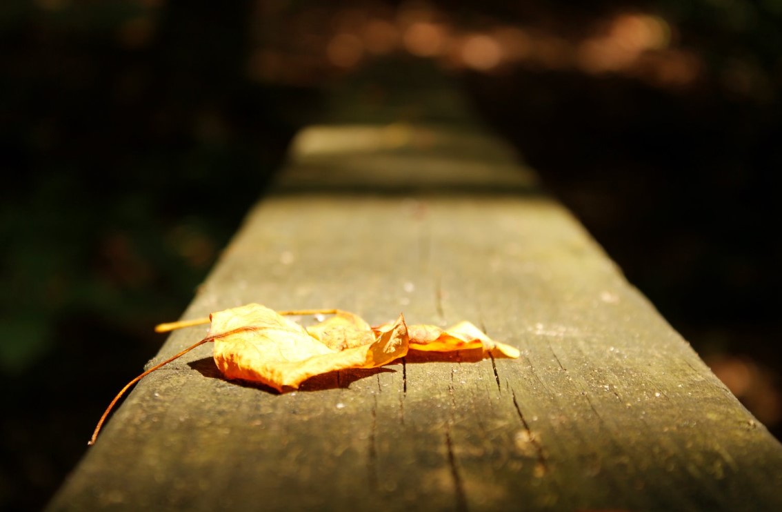 Fall