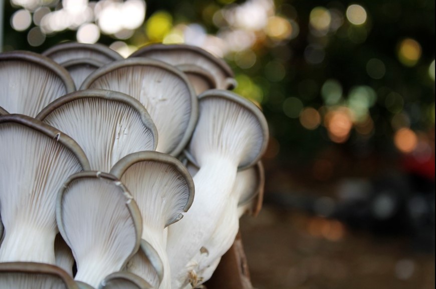 Mushrooms